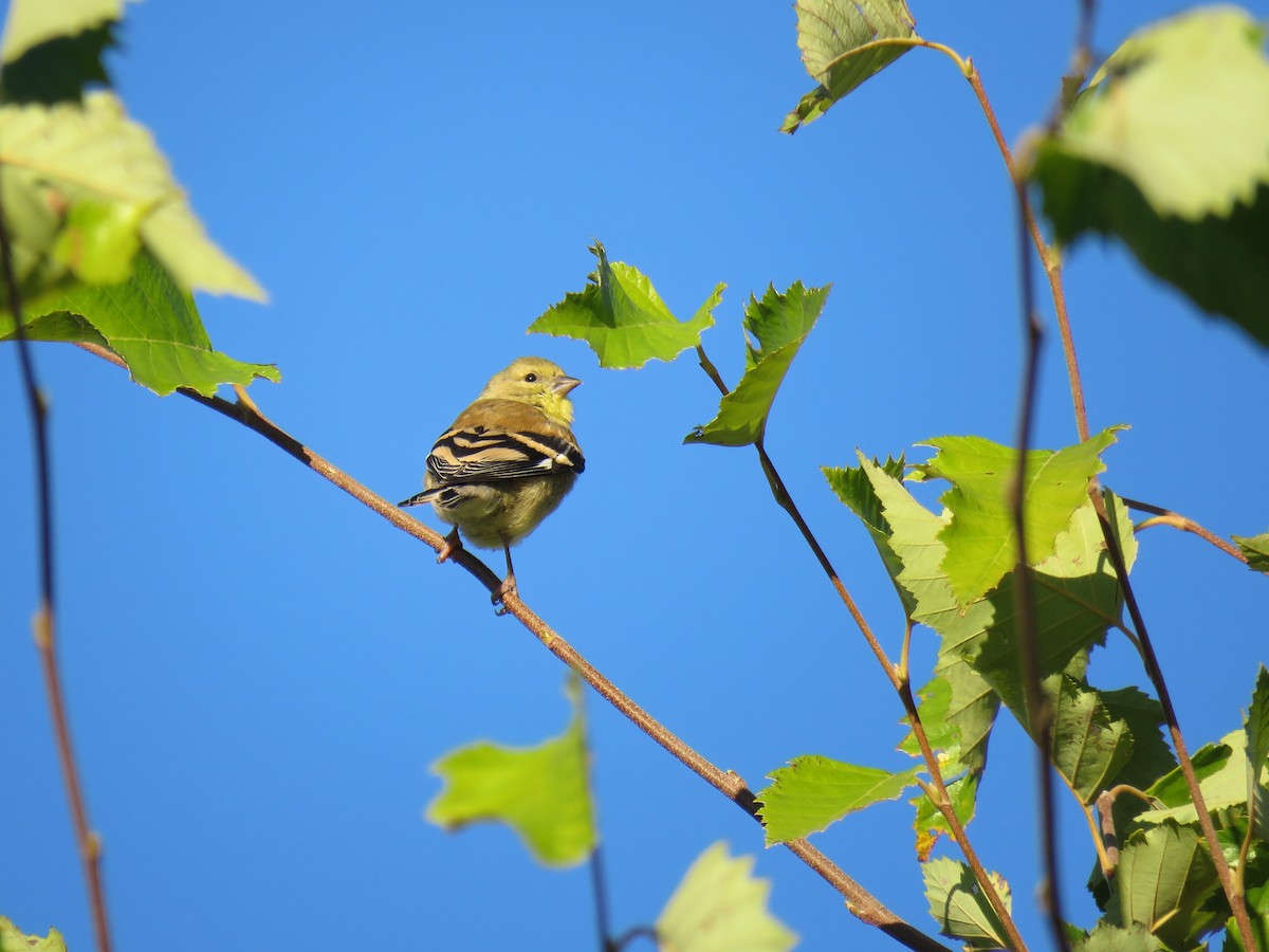 American Goldfinch - ML643645402