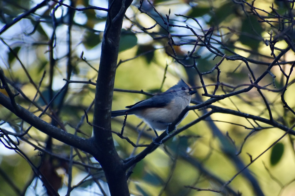 Tufted Titmouse - ML643645436