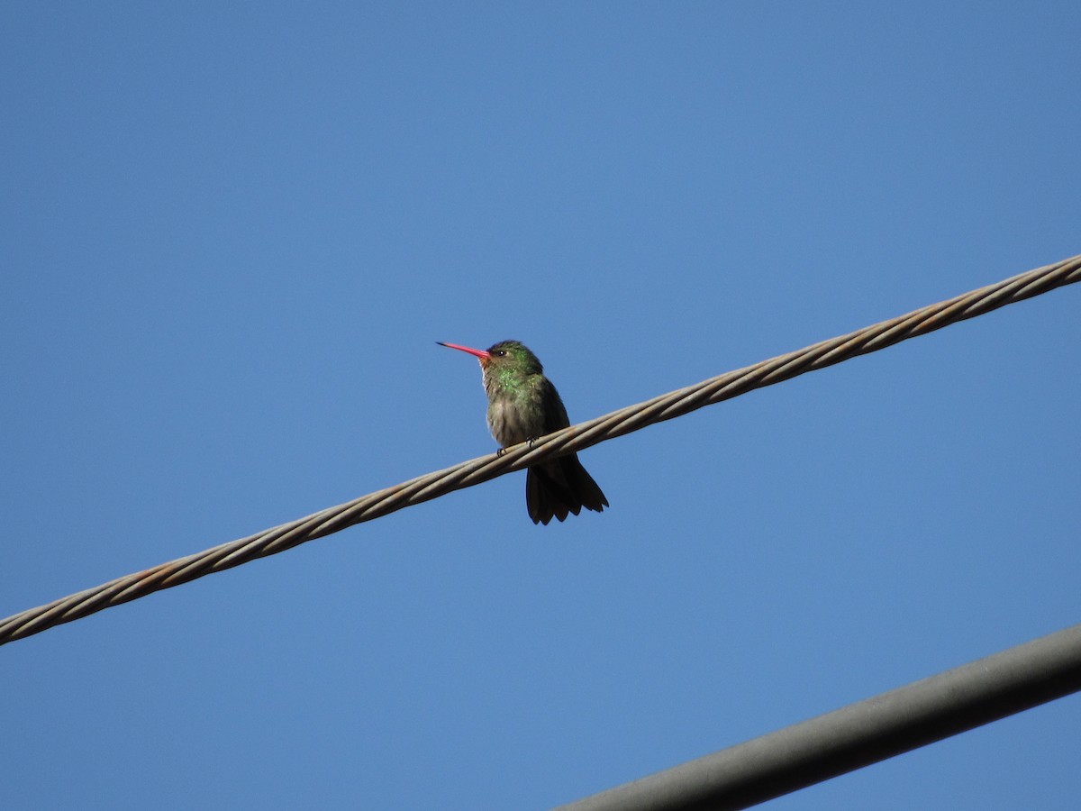 Gilded Hummingbird - ML643645445
