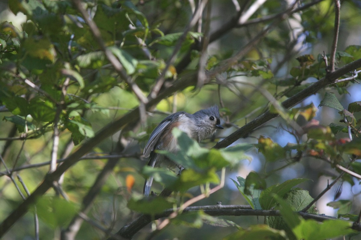 Tufted Titmouse - ML643645449