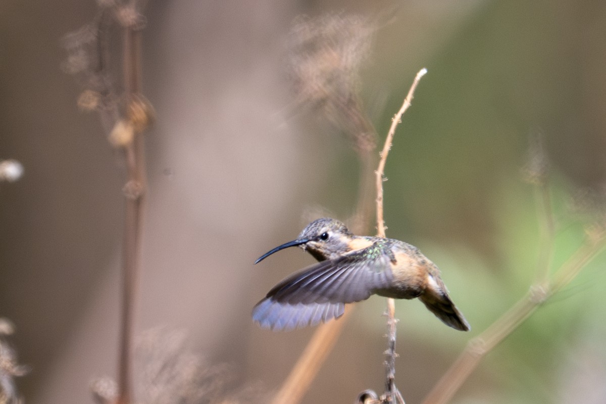 Colibri de Fanny - ML643645451