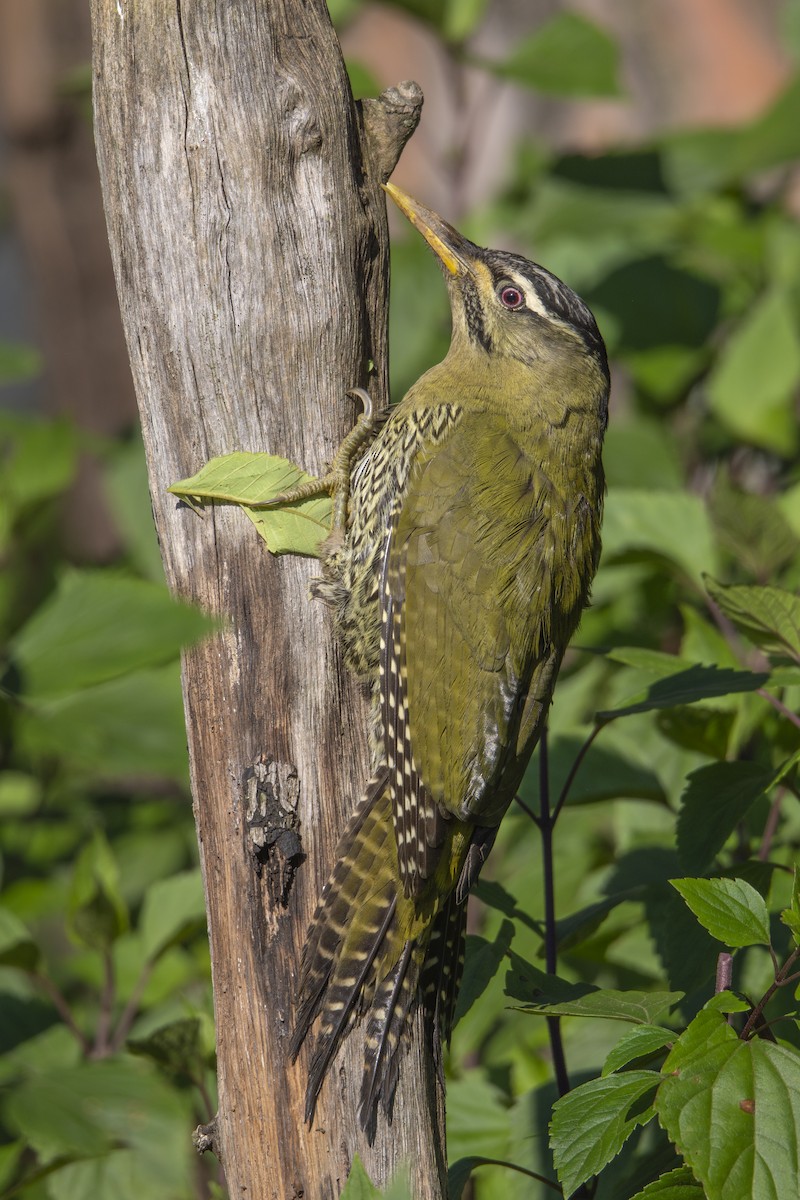 Scaly-bellied Woodpecker - ML643645468