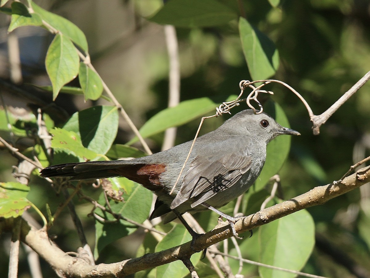 Gray Catbird - ML643645476