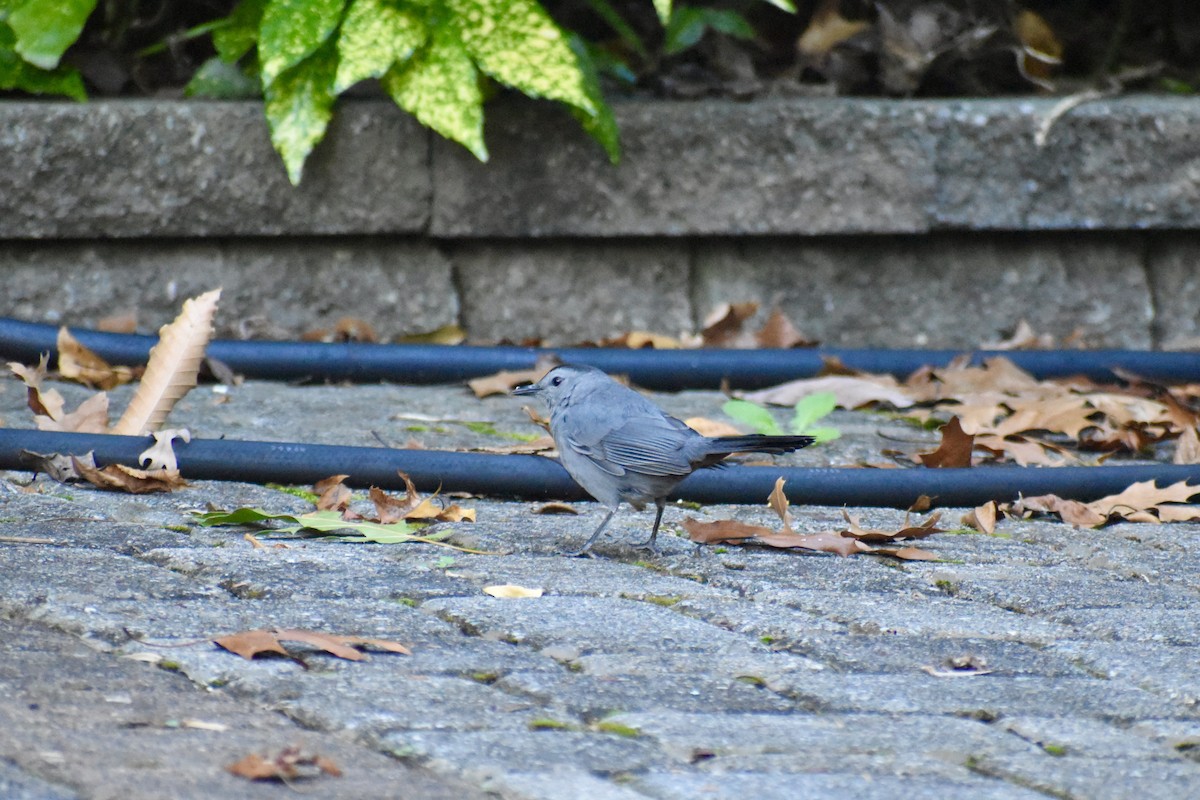 Gray Catbird - ML643645497