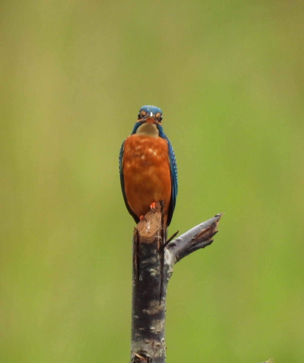 Common Kingfisher - ML643645502