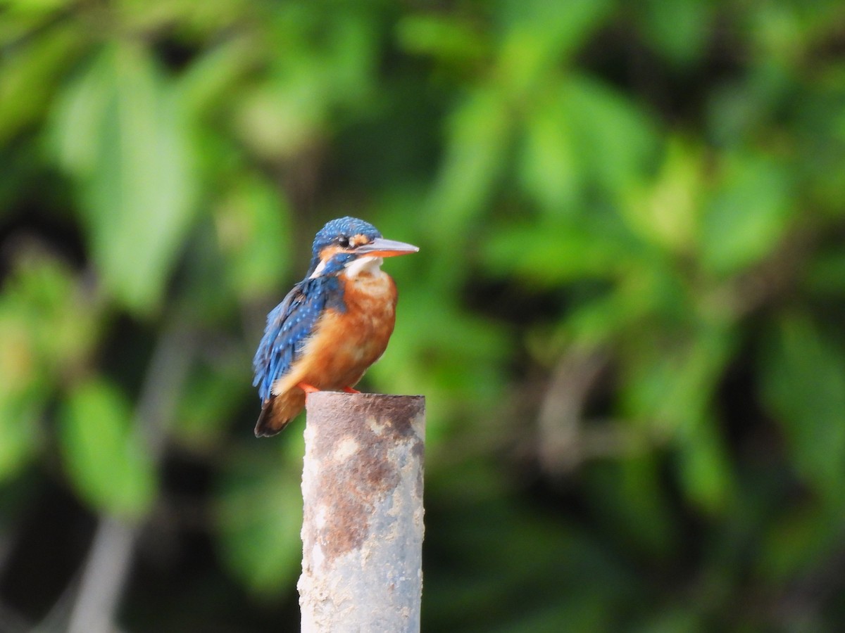 Common Kingfisher - ML643645503