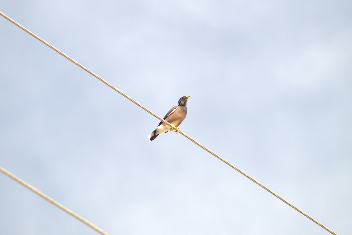 Тольт бор тодол - ML643645510