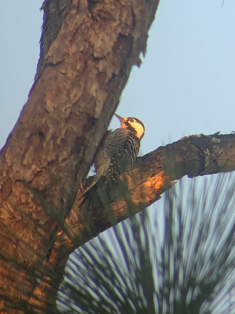 Red-cockaded Woodpecker - ML643645527