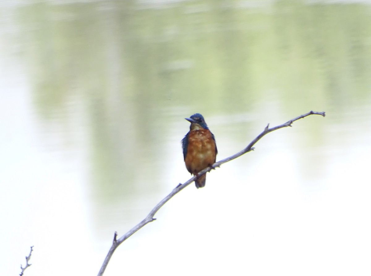 Common Kingfisher - ML643645558