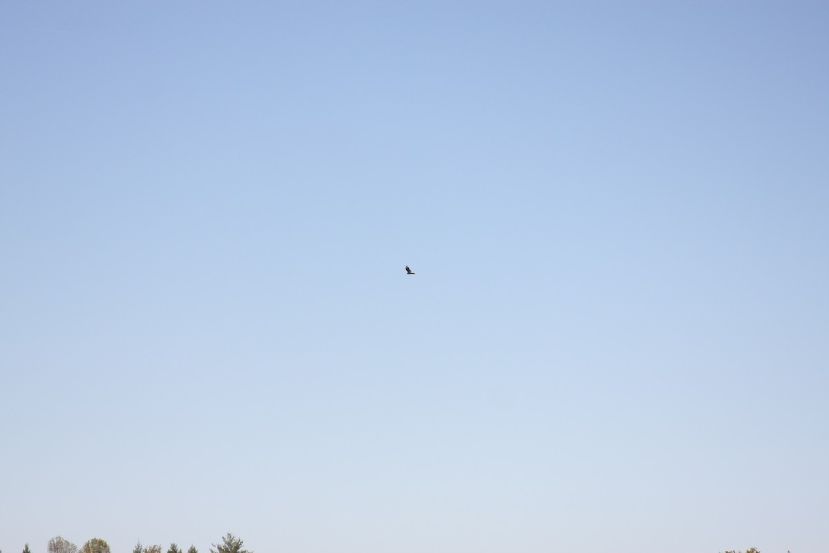 American Crow - ML643645581