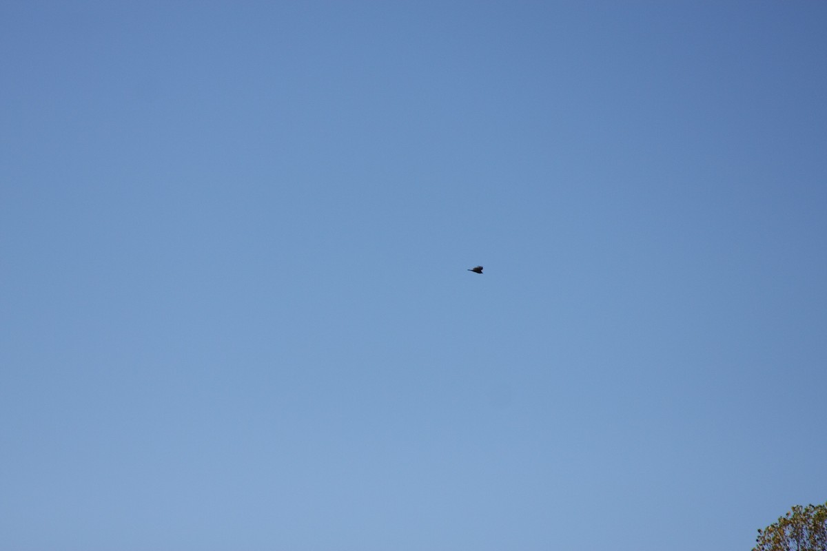 American Crow - ML643645582