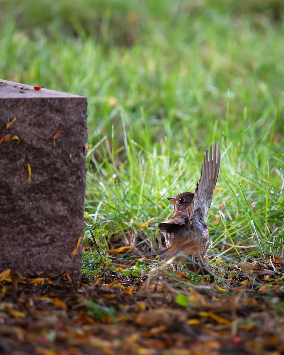 Fox Sparrow - ML643645583