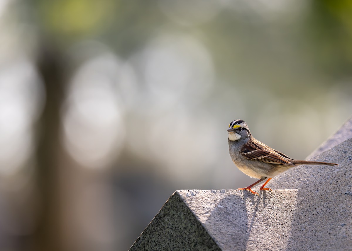 White-throated Sparrow - ML643645598