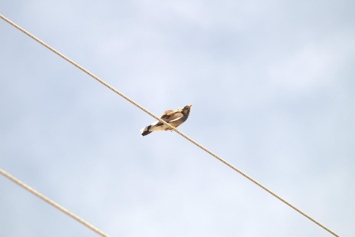 Тольт бор тодол - ML643645609