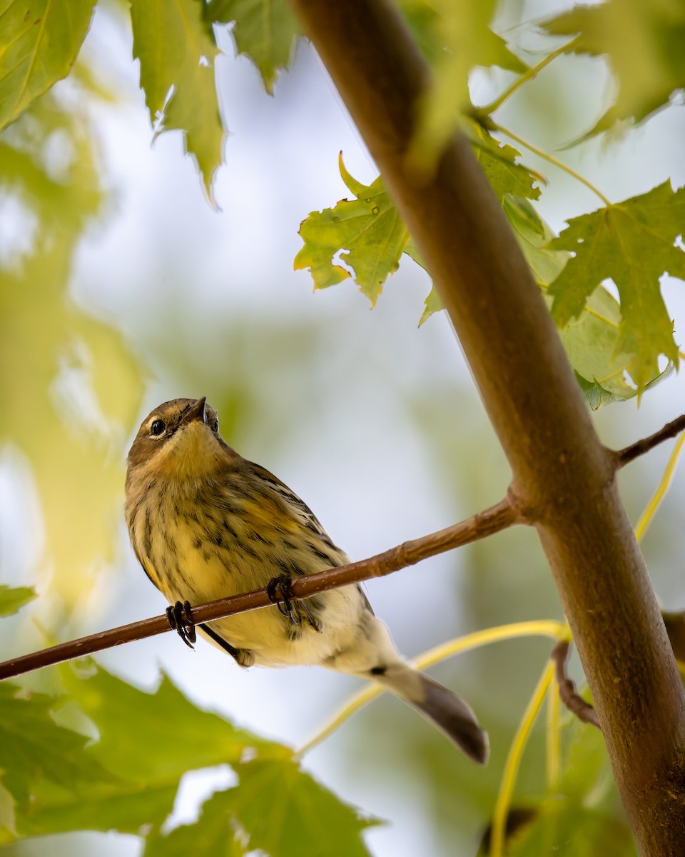 Yellow-rumped Warbler - ML643645613