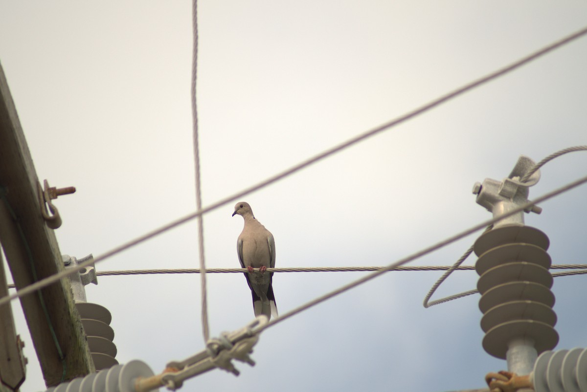 Eurasian Collared-Dove - ML643645629