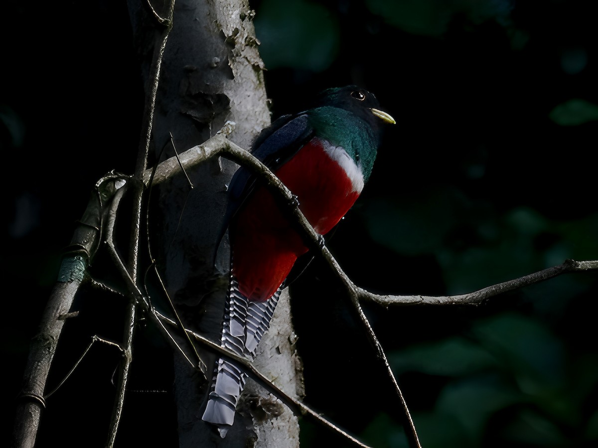 Collared Trogon - ML643645630