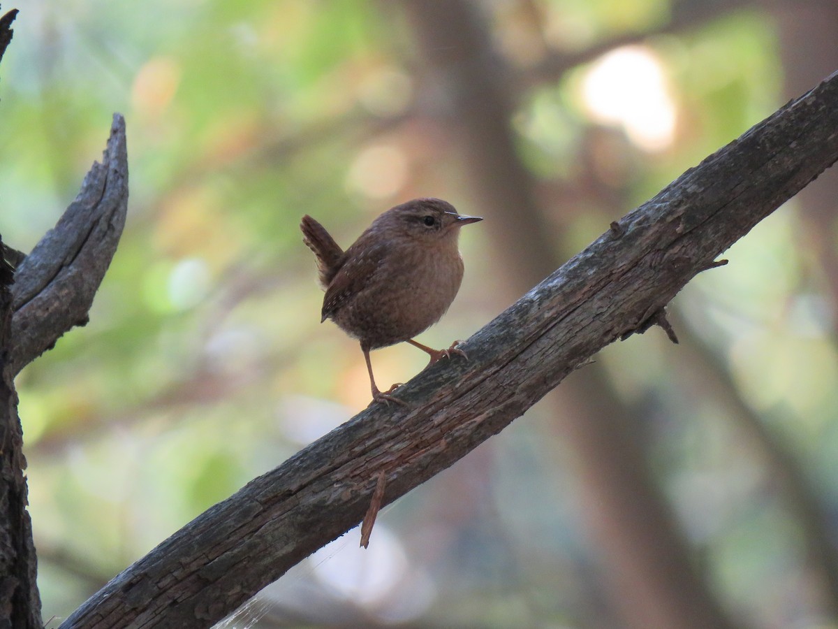 Winter Wren - ML643645680
