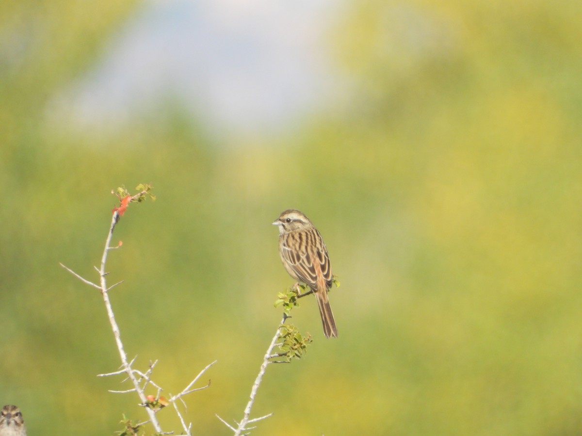 Rock Bunting - ML643645686