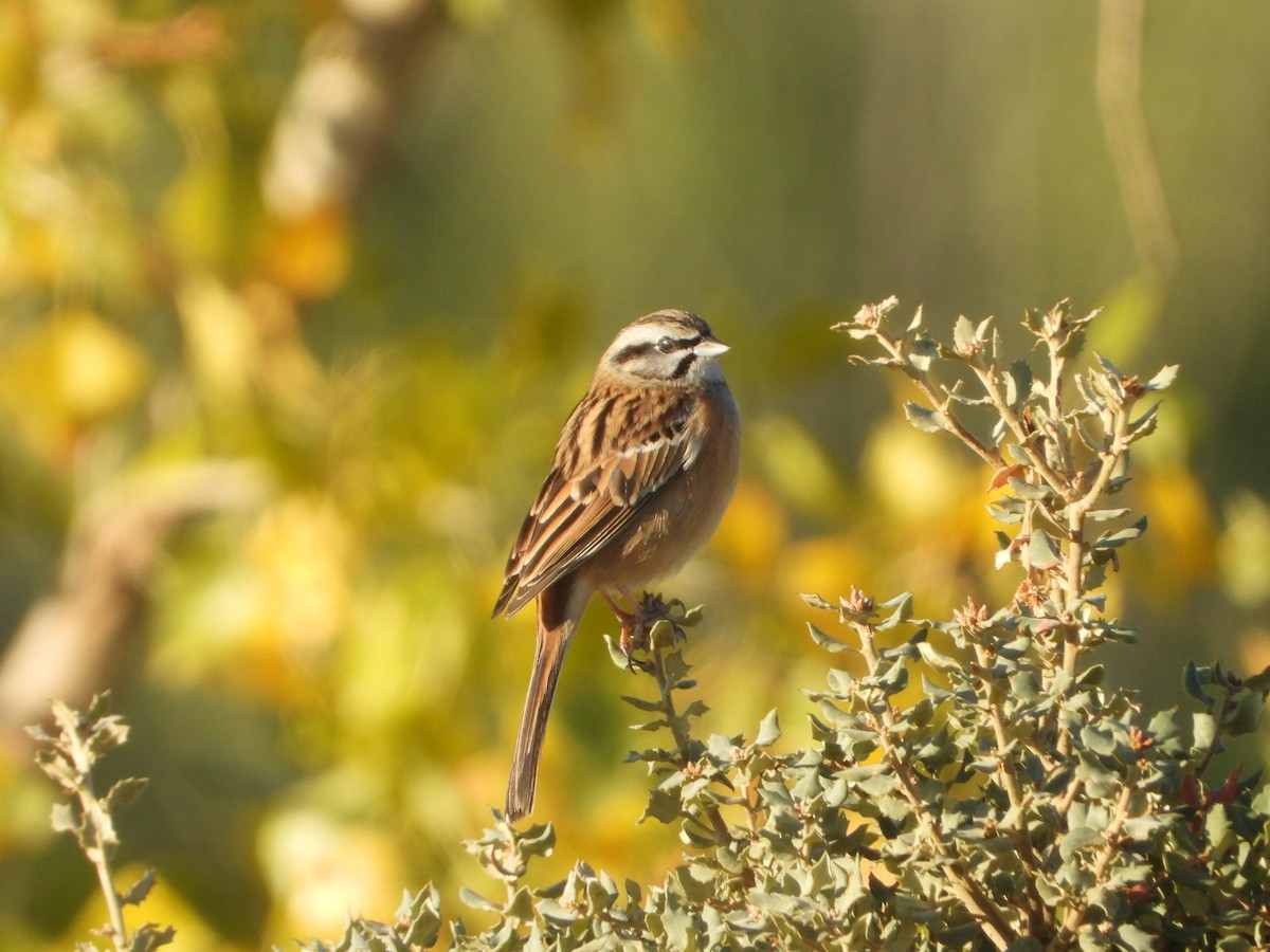 Rock Bunting - ML643645687