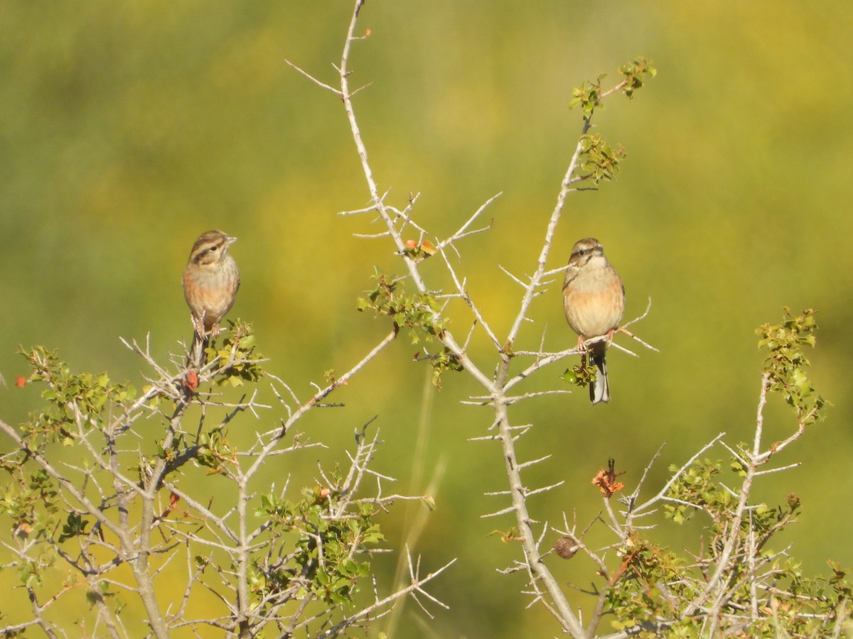 Rock Bunting - ML643645689