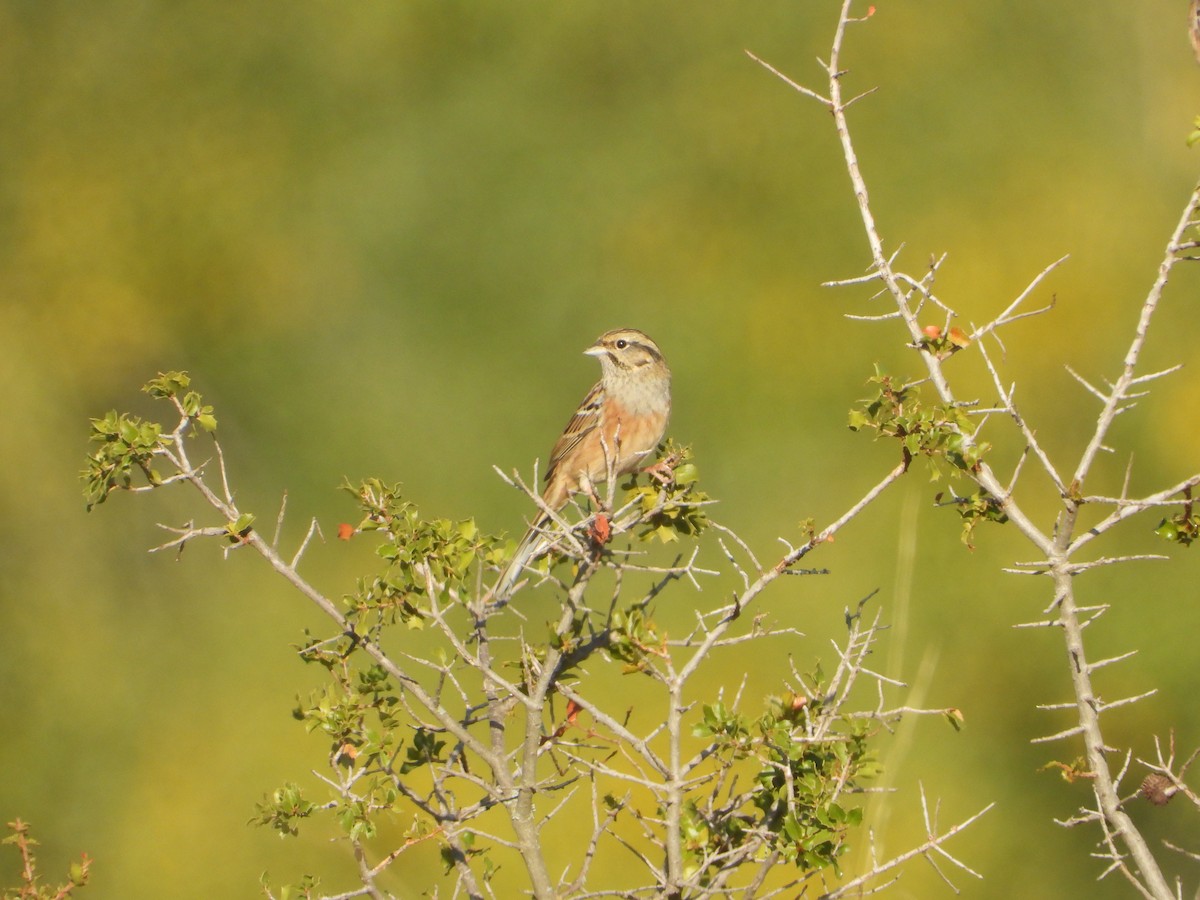 Rock Bunting - ML643645690