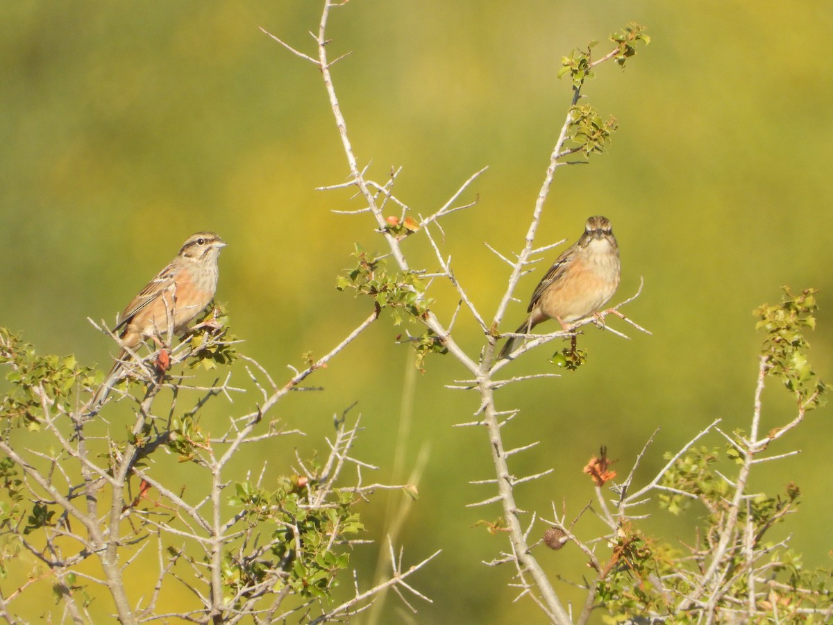 Rock Bunting - ML643645691
