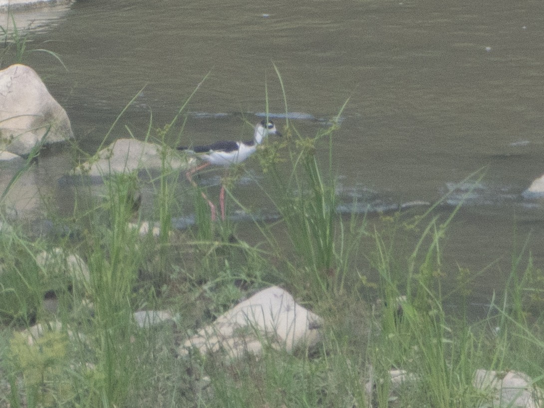 Black-necked Stilt - ML643645704