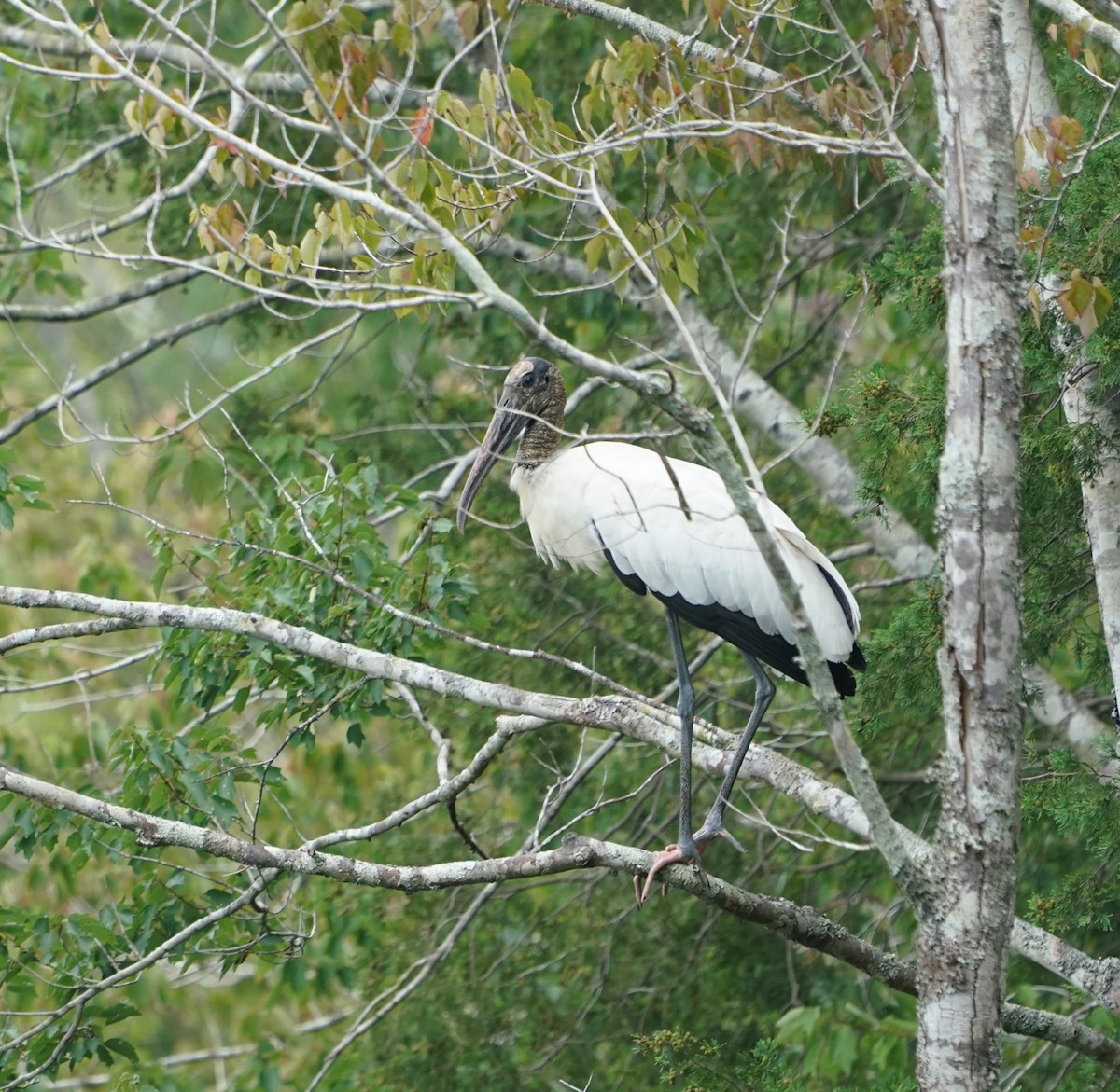 Wood Stork - ML643645716