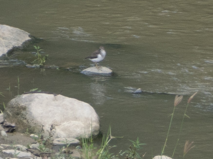 Spotted Sandpiper - ML643645720