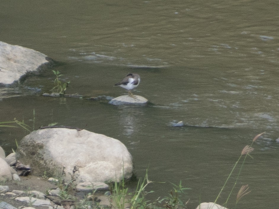 Spotted Sandpiper - ML643645721