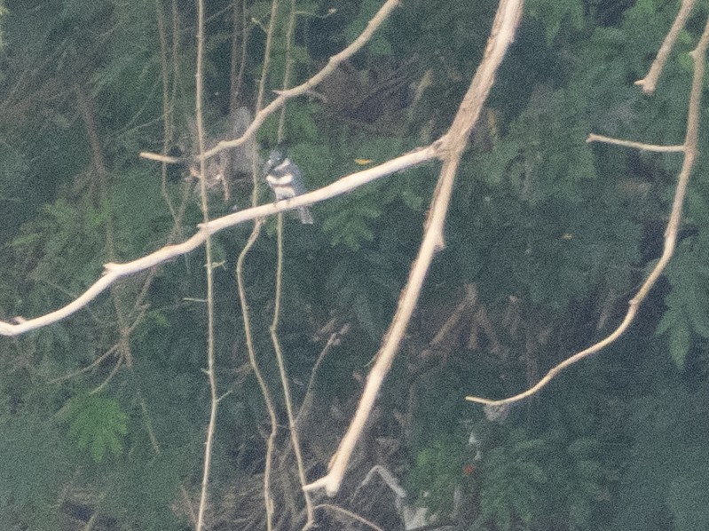 Belted Kingfisher - ML643645728
