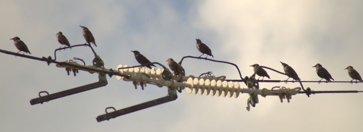 European Starling - ML643645735