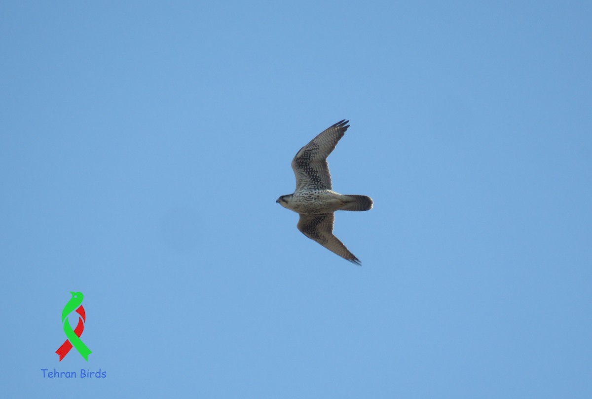 Saker Falcon - ML643645736