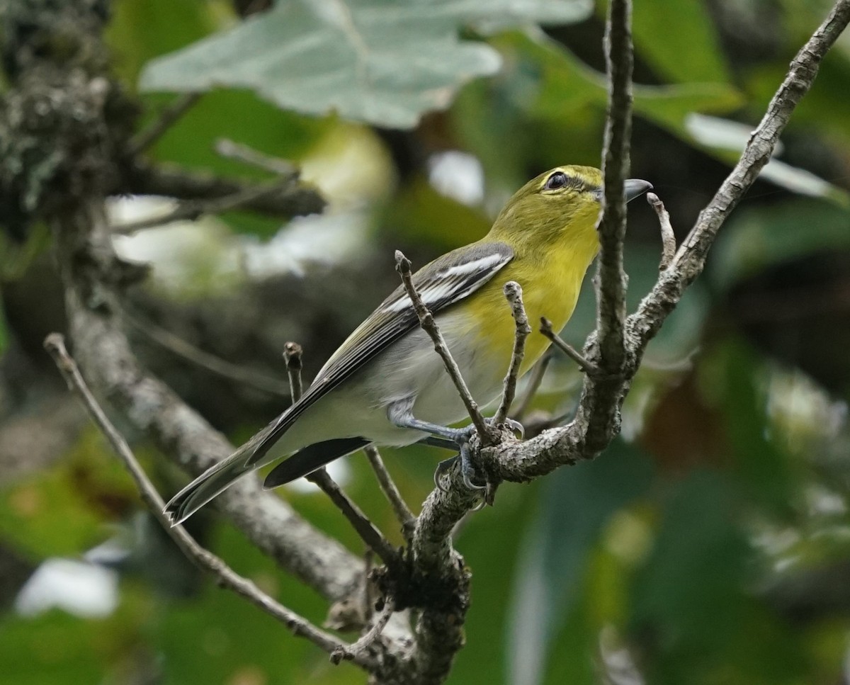 Yellow-throated Vireo - ML643645740