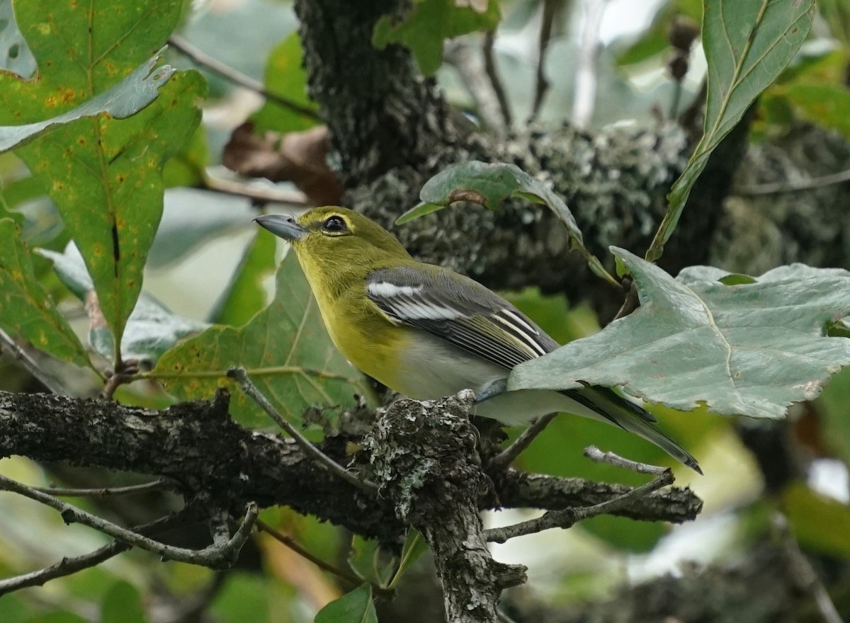 Yellow-throated Vireo - ML643645741