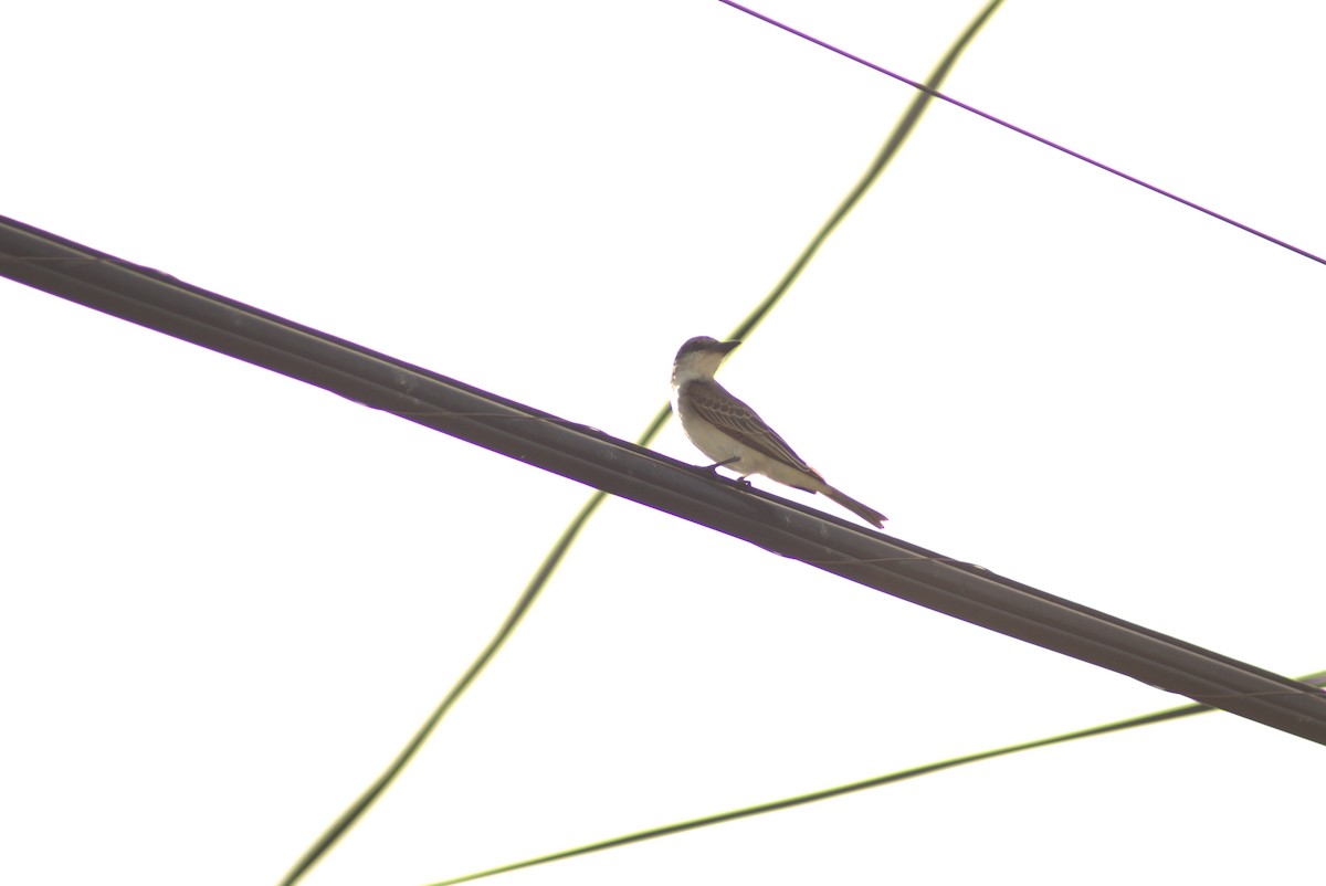 Gray Kingbird - ML643645762