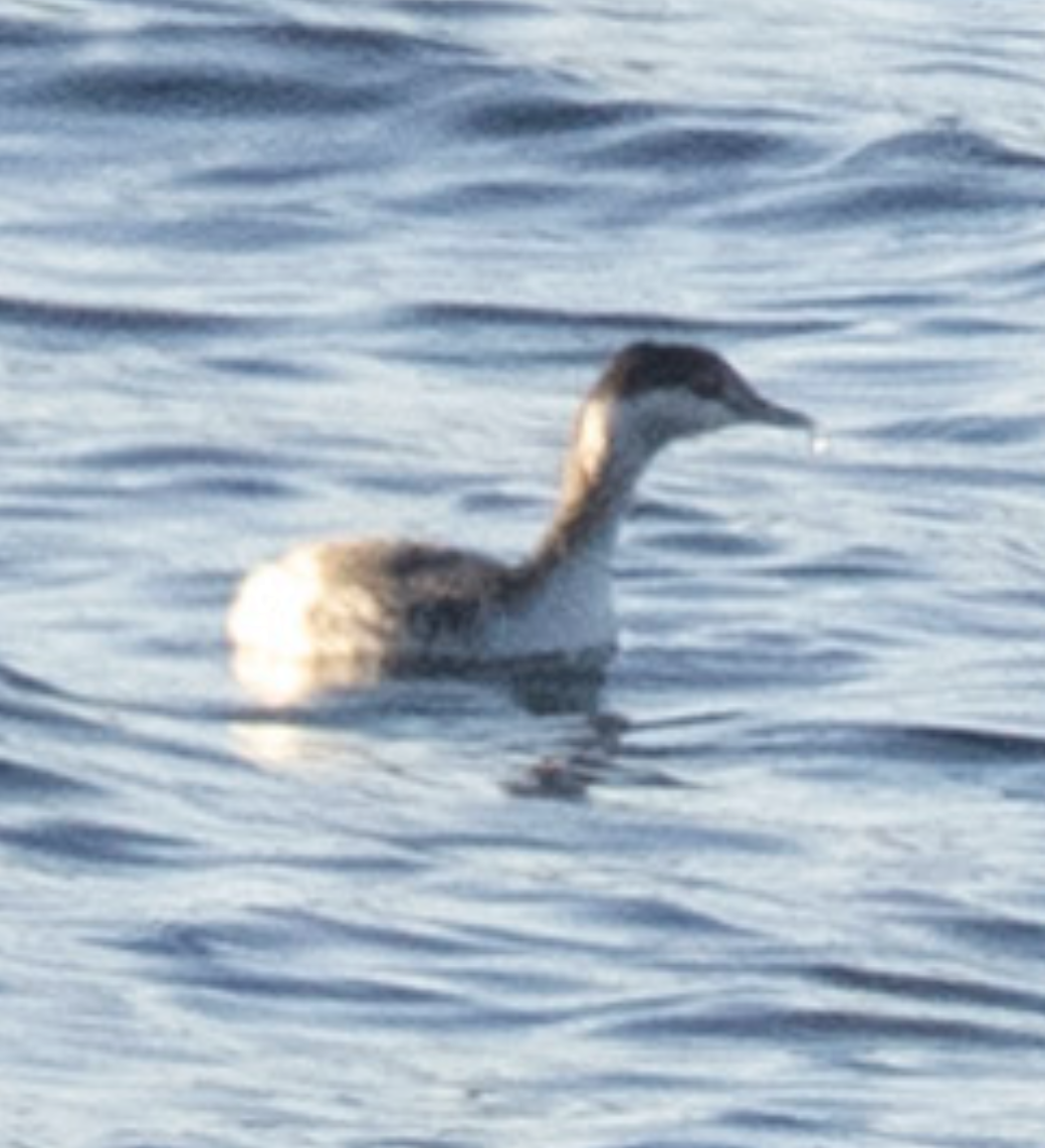 Horned Grebe - ML643645763