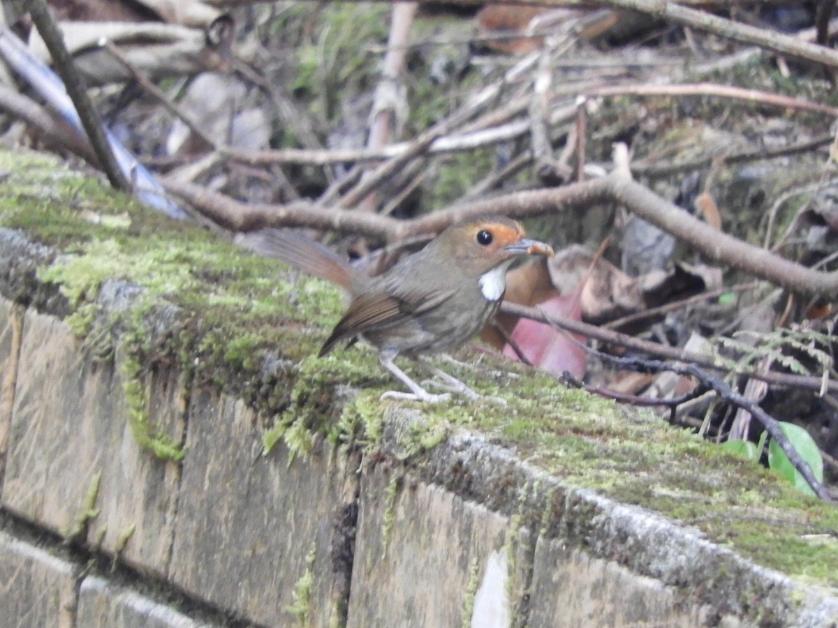 Rufous-browed Flycatcher - ML643645767