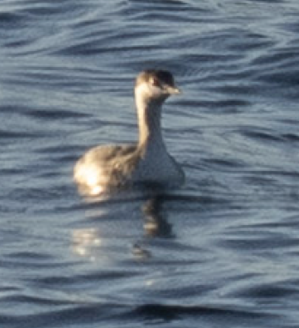Horned Grebe - ML643645773