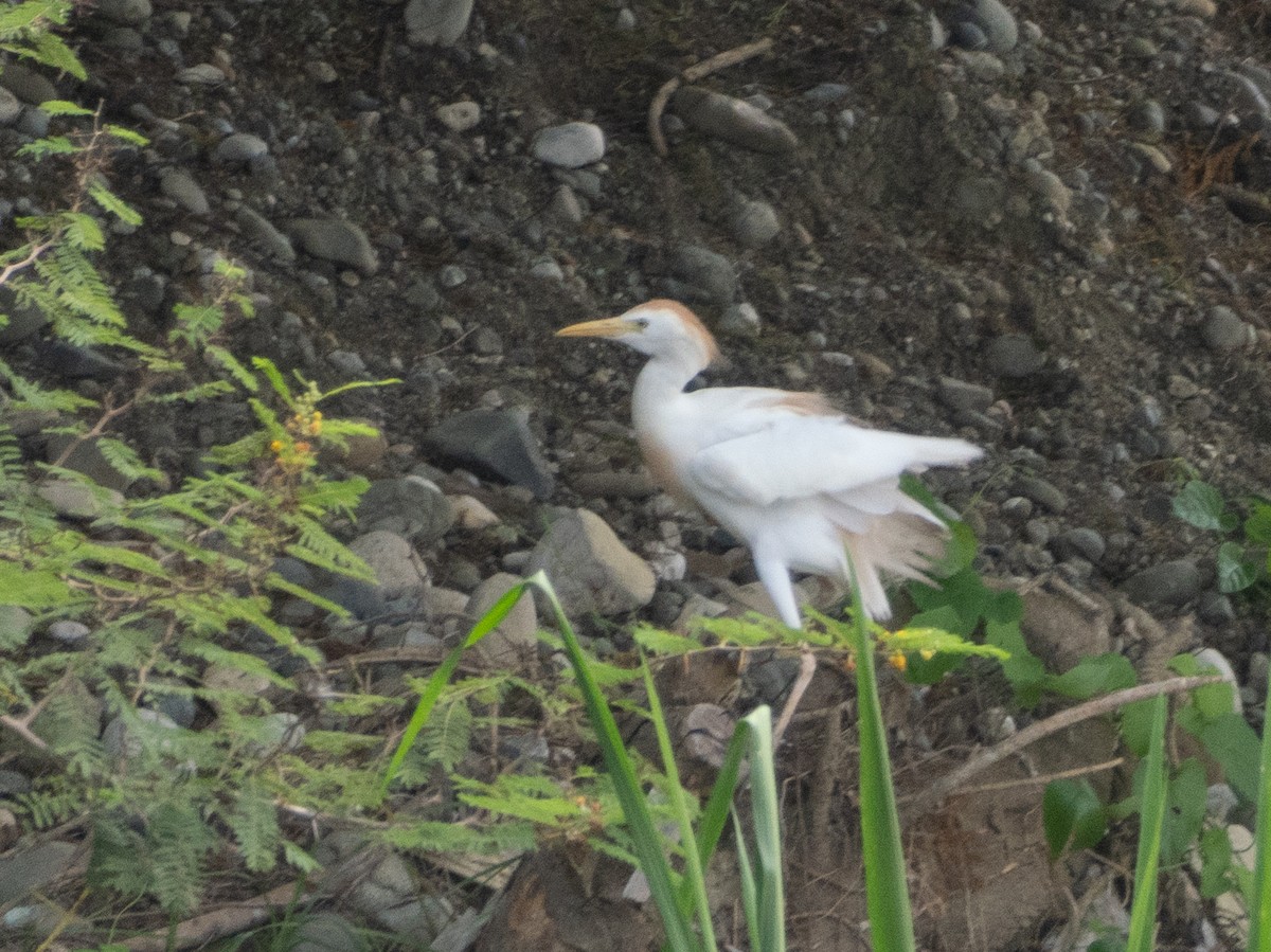 Western Cattle-Egret - ML643645792