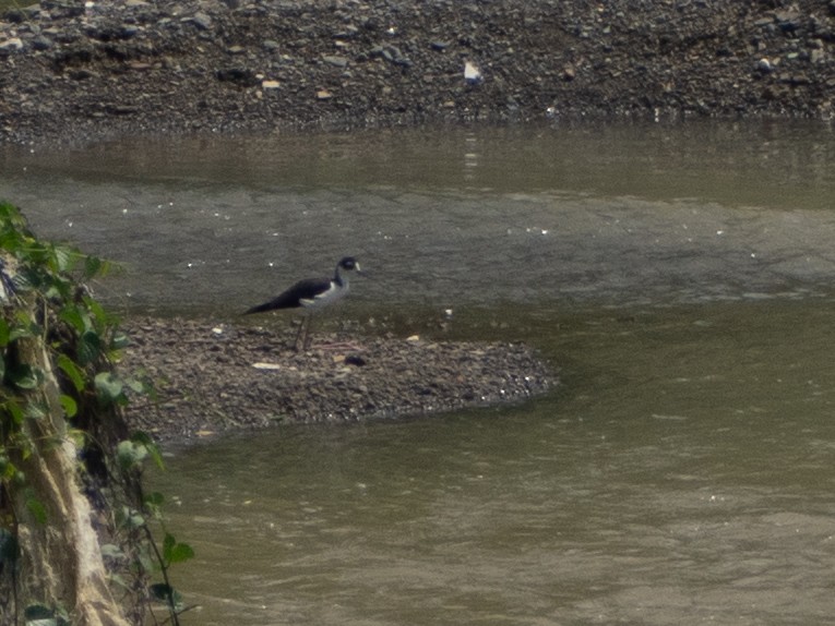 Black-necked Stilt - ML643645794