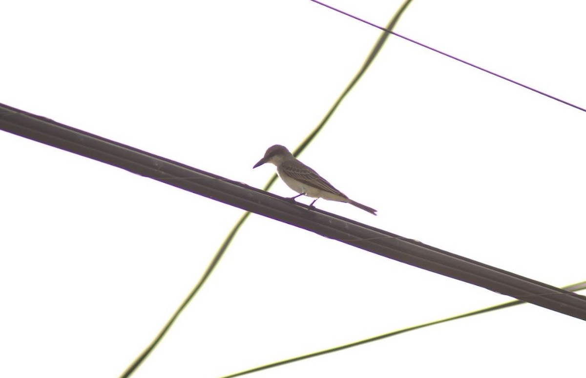 Gray Kingbird - ML643645795