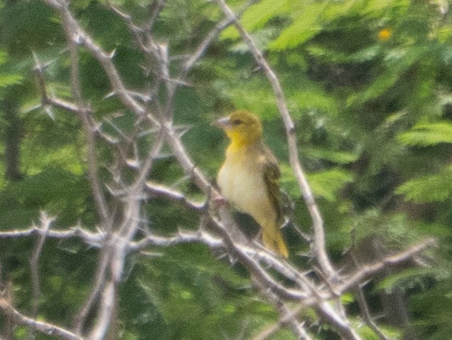 Village Weaver - ML643645796