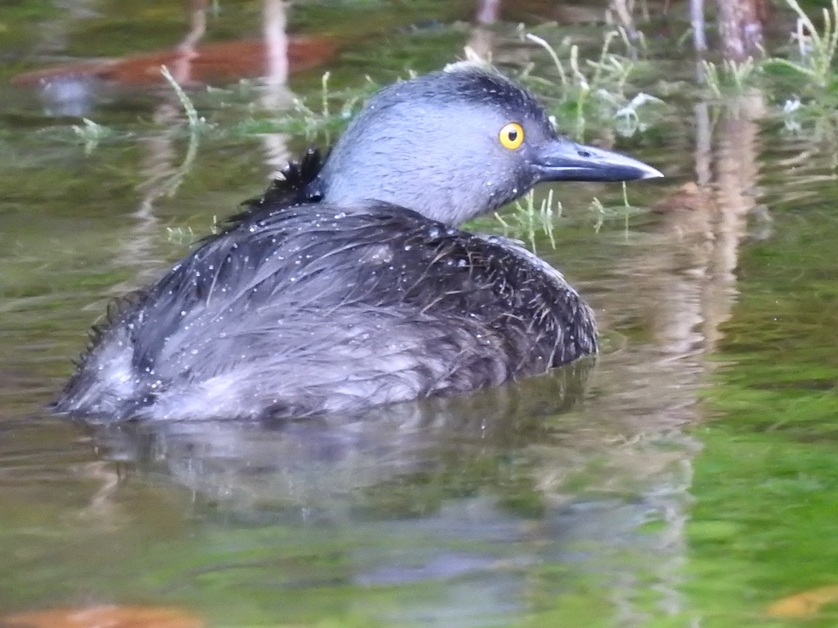 Least Grebe - ML643645820