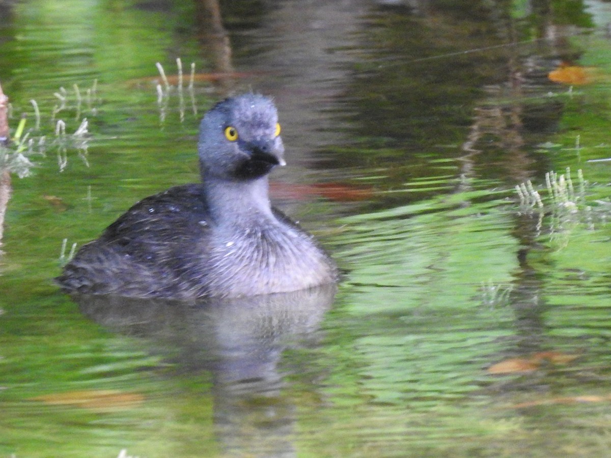 Least Grebe - ML643645831
