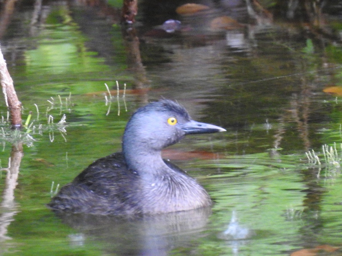 Least Grebe - ML643645842