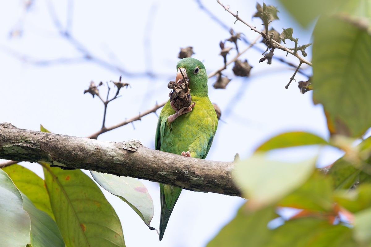 Orange-chinned Parakeet - ML643645857