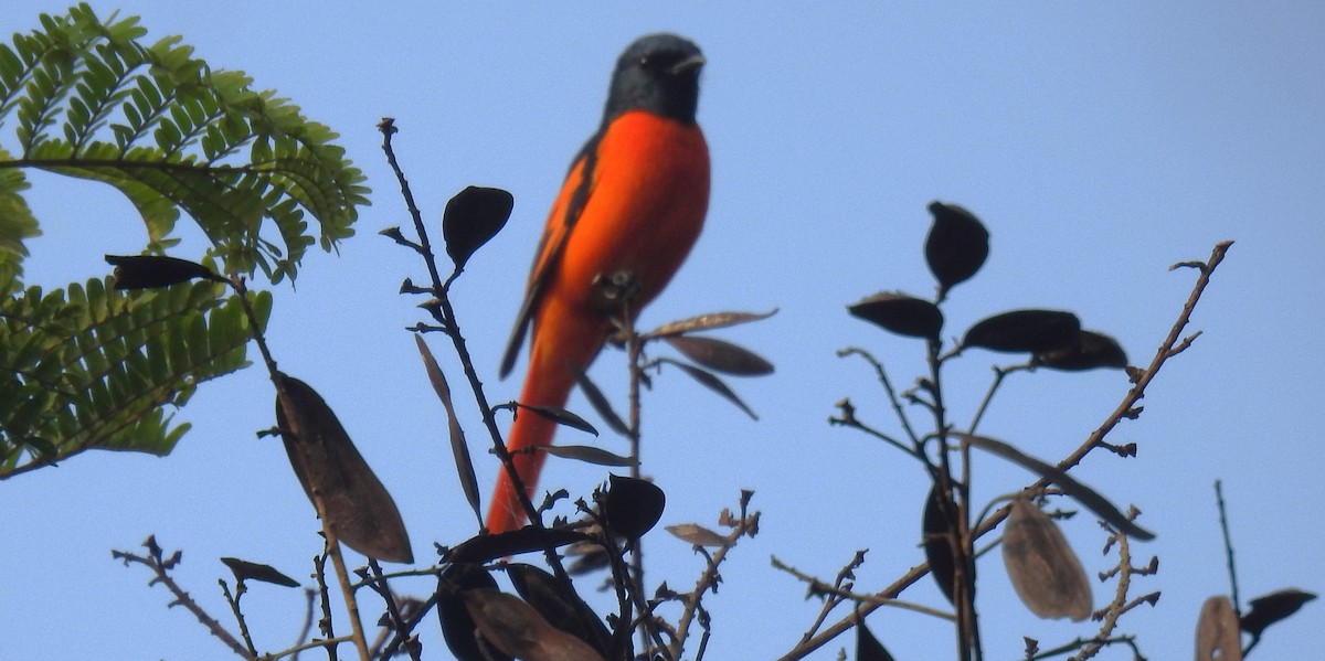 Scarlet Minivet - ML643645893