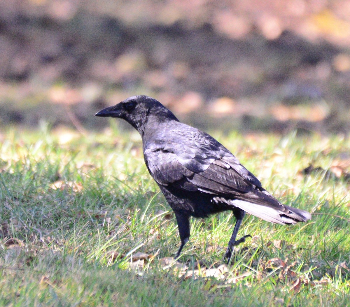 American Crow - ML643645898